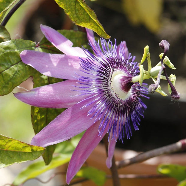 Passiflora Amethyst Lavender Lady 3L Climbing Plants