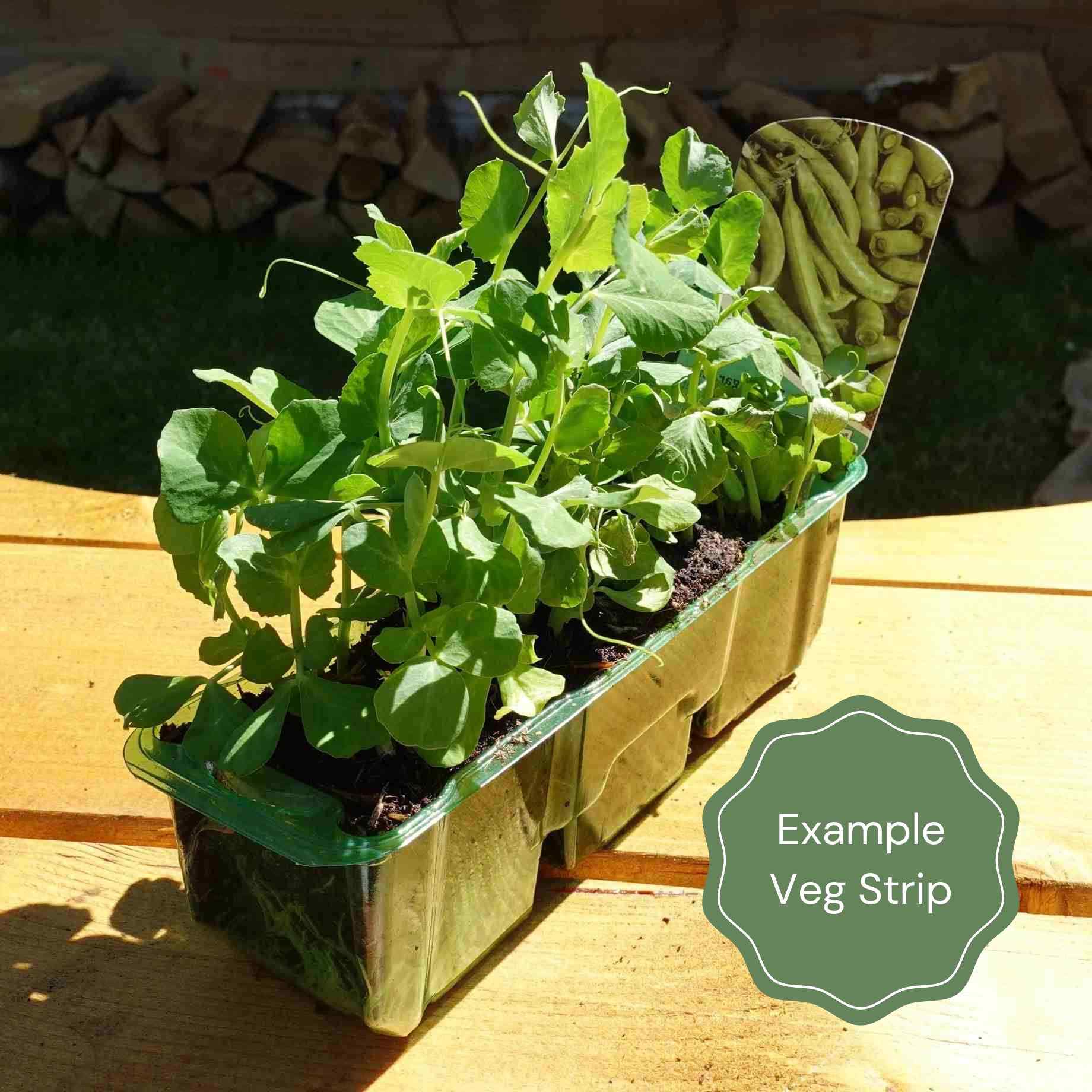 'Hurst Greenshaft' Pea Plants Roots Plants