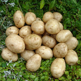 'Pentland Javelin' First Early Seed Potatoes Vegetables