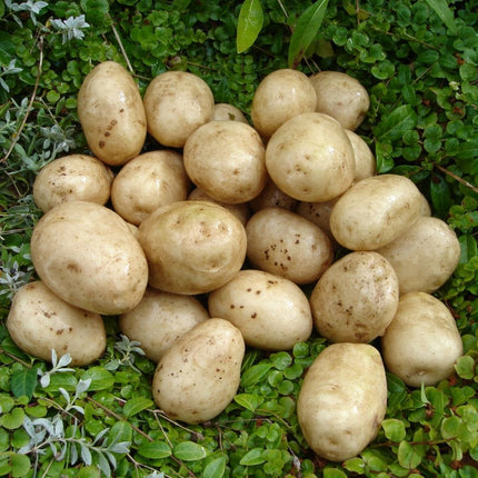 Seed Potato Starter Pack | Ideal for Beginners | Growers' Choice Vegetables