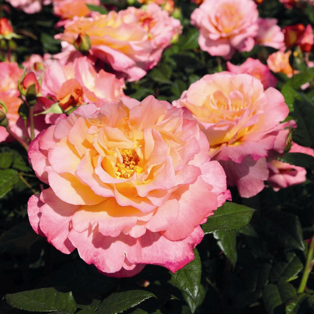 Perfect Harmony' Hybrid Tea Rose Shrubs
