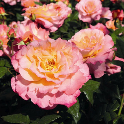 Perfect Harmony' Hybrid Tea Rose Shrubs