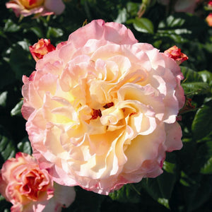 Perfect Harmony' Hybrid Tea Rose Shrubs