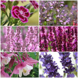 9 Pink and Purple Perennial Plants Selection Perennial Bedding