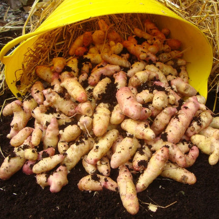 'Pink Fir Apple' Salad Seed Potatoes Vegetables