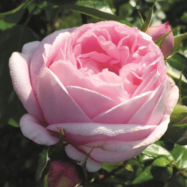 Pink Martini' Hybrid Tea Rose Shrubs
