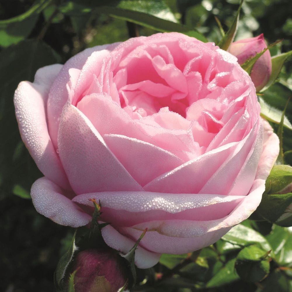 Pink Tea Rsose 'Pink Martini' Hybrid Tea Rose – Roots Plants