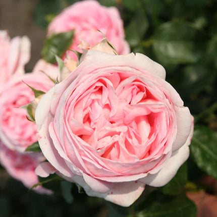 Pink Martini' Hybrid Tea Rose Shrubs