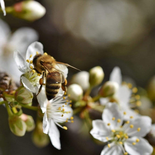 Mirabelle De Nancy Plum Tree Fruit Trees