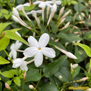 Jasmine 'Polyanthum' | Jasmine | On a 90cm Cane in a 3L Pot Climbing Plants