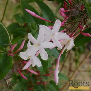 Jasmine 'Polyanthum' | Jasmine | On a 90cm Cane in a 3L Pot Climbing Plants