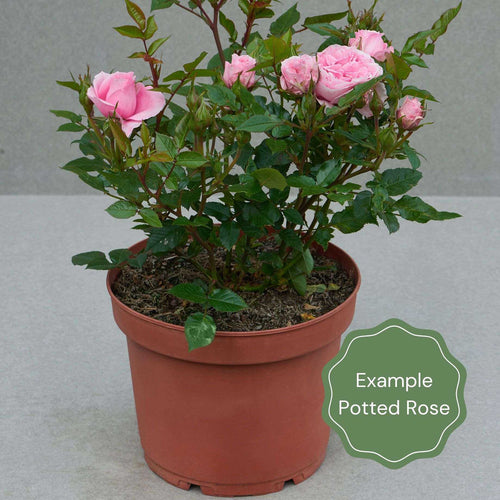 Parade Radmila' Patio Shrub Rose Shrubs