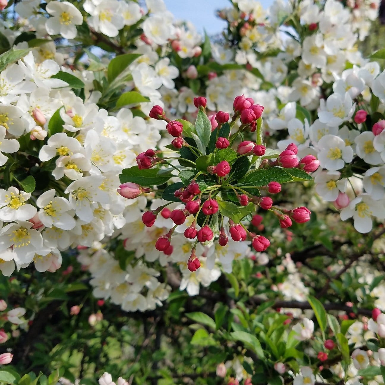 'Professor Sprenger' Crabapple Tree