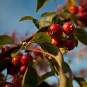 Professor Sprenger' Crabapple Tree Ornamental Trees