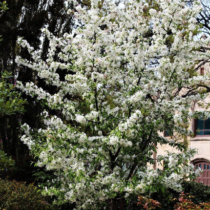 Professor Sprenger' Crabapple Tree Ornamental Trees