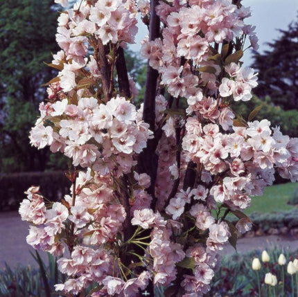 'Flagpole' Cherry Blossom Tree | Prunus Amanogowa Ornamental Trees