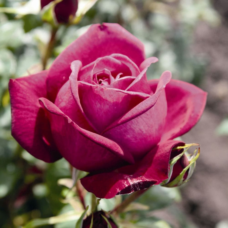 Pure Poetry' Hybrid Tea Rose Shrubs