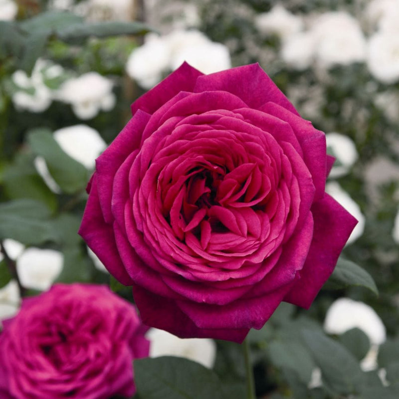Pure Poetry' Hybrid Tea Rose Shrubs