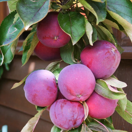 Purple Haze' Columnar Patio Apple Tree Fruit Trees