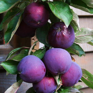 Purple Haze' Columnar Patio Apple Tree Fruit Trees