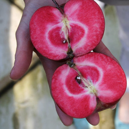 Purple Haze' Columnar Patio Apple Tree Fruit Trees