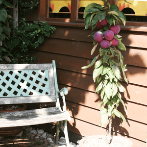 Purple Haze' Columnar Patio Apple Tree Fruit Trees