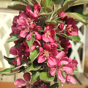 Purple Haze' Columnar Patio Apple Tree Fruit Trees