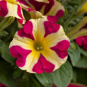 20cm Petunia 'Queen of Hearts' | 1L Pot Annual Bedding