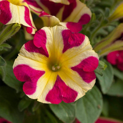 20cm Petunia 'Queen of Hearts' | 1L Pot Annual Bedding