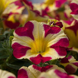 20cm Petunia 'Queen of Hearts' | 1L Pot Annual Bedding