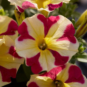 20cm Petunia 'Queen of Hearts' | 1L Pot Annual Bedding