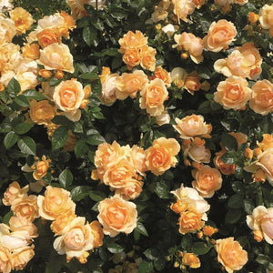 Queen Bee' Floribunda Rose Shrubs