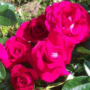 Lovestruck' Floribunda Rose Shrubs