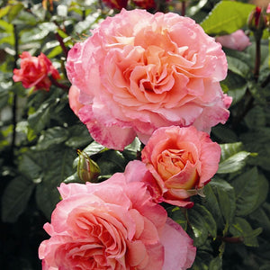 Rachel' Hybrid Tea Rose Shrubs