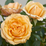 Parade Radmila' Patio Shrub Rose Shrubs