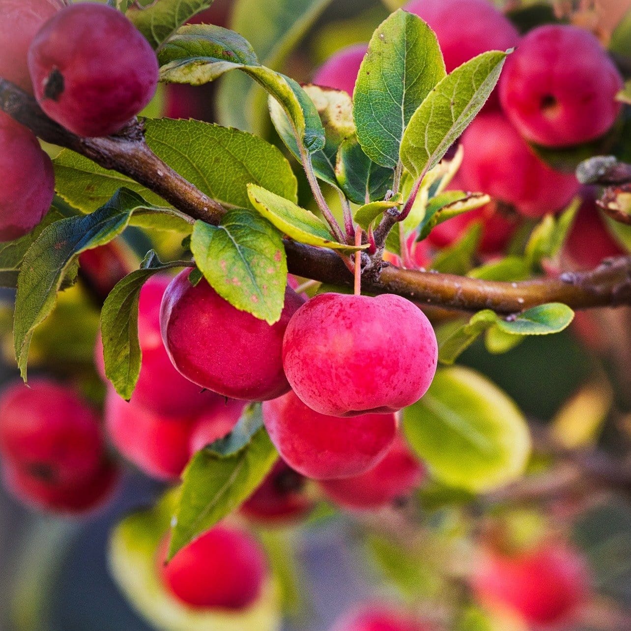 'Red Sentinel' Crabapple Tree