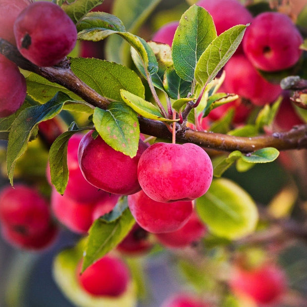 Red Sentinel' Crabapple Tree Ornamental Trees