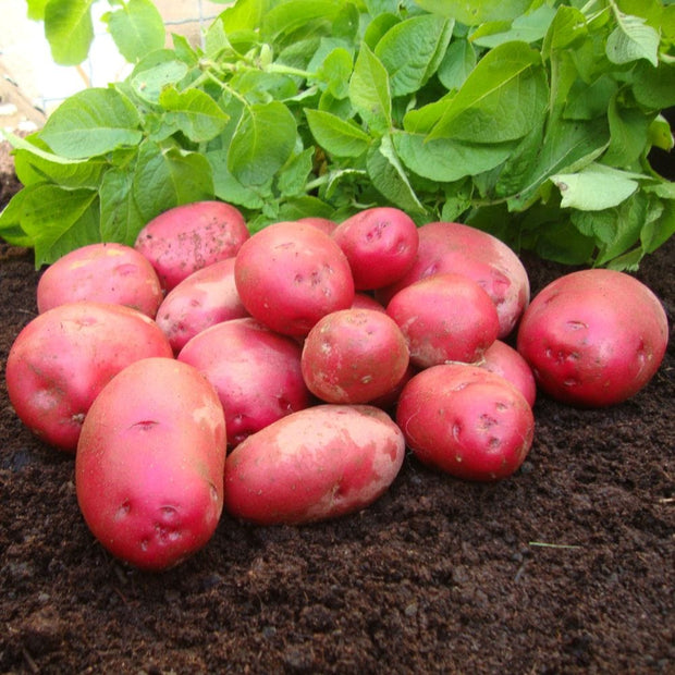 Red Duke Of York' First Early Seed Potatoes Vegetables