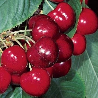 Regina' Cherry Tree Fruit Trees