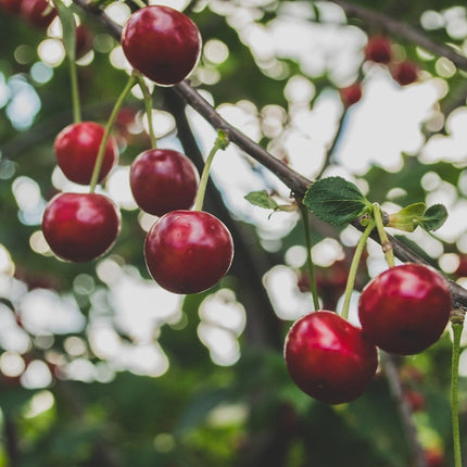 Regina' Cherry Tree Fruit Trees