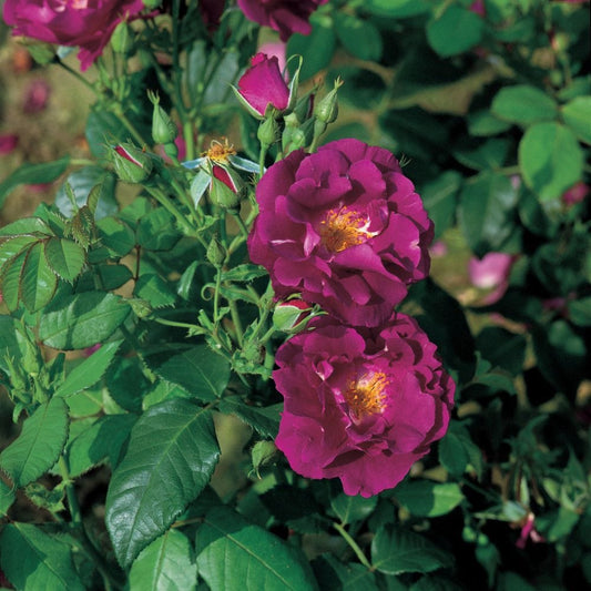 Rhapsody in Blue' Floribunda Rose Shrubs