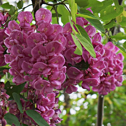 Pink Cascade' Robinia pseudoacacia Tree | False Acacia Ornamental Trees