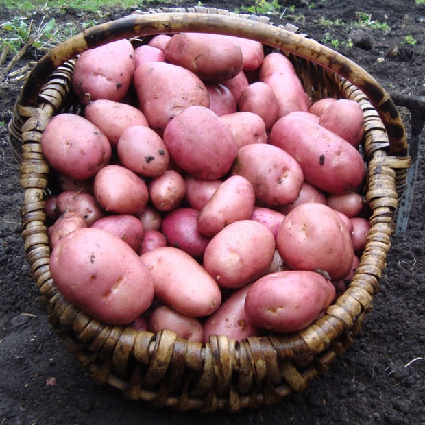 Rooster' Maincrop Seed Potatoes Vegetables