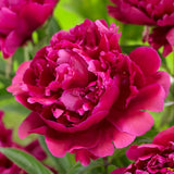 Peony 'Karl Rosenfield' | 3L Pot Perennial Bedding