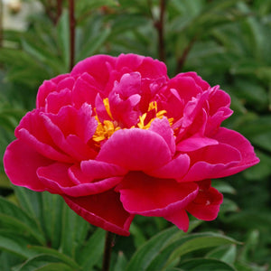 Peony 'Karl Rosenfield' | 3L Pot Perennial Bedding