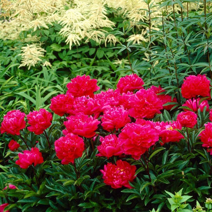 Peony 'Karl Rosenfield' | 3L Pot Perennial Bedding