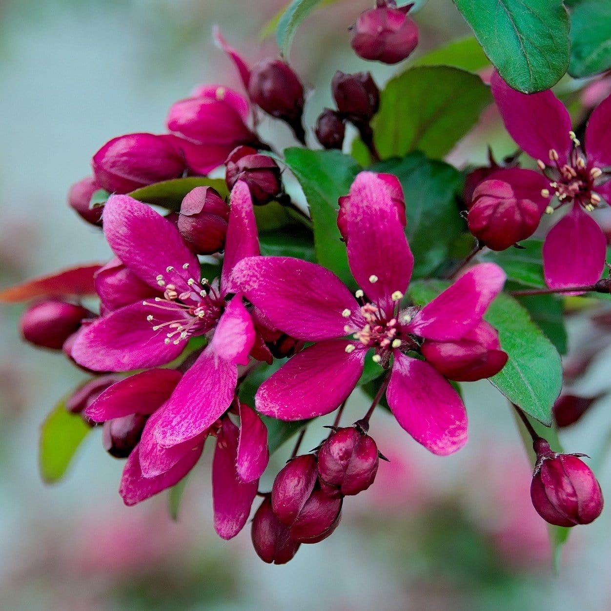 Royalty Crabapple Tree - Roots Plants