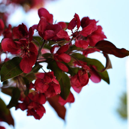 Royalty' Crabapple Tree Fruit Trees