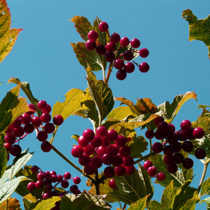 Royalty' Crabapple Tree Fruit Trees