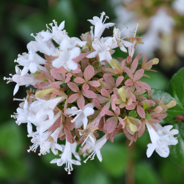 Abelia grandiflora Shrubs